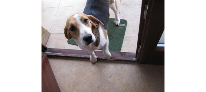 Caut femela Beagle pentru imperechere