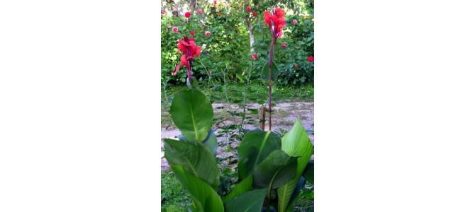 Canna Indica