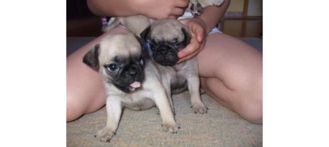 Catei Mops (Pug) Bej si negrii