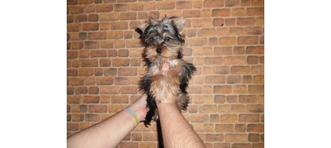 De vanzare catelusa Yorkshire terrier de 5 luni