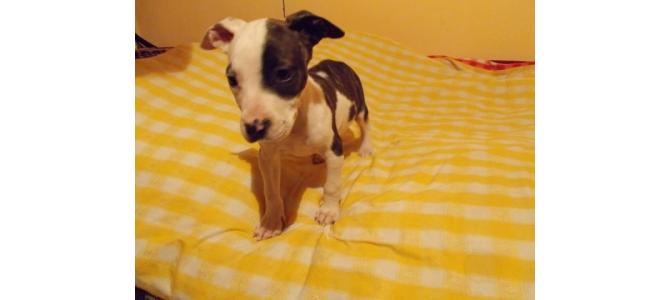 Vand Amstaff American pui de 2 luni jumate pret bun