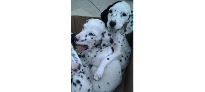 Vand catei dalmatian !!!!